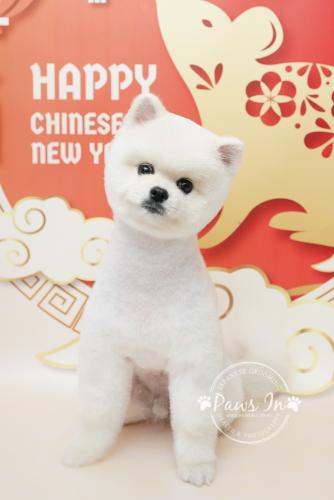 松鼠犬, 松鼠犬 剪毛, 松鼠 半手剪, 松鼠剪毛, 元朗剪毛