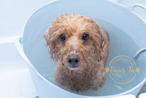 Poodle 日式貴婦造型, 日式寵物美容, 寵物美容, poodle grooming, poodle hair cut, poodle 剪毛, poodle 造型, 貴婦造型, 貴婦剪毛, dog spa