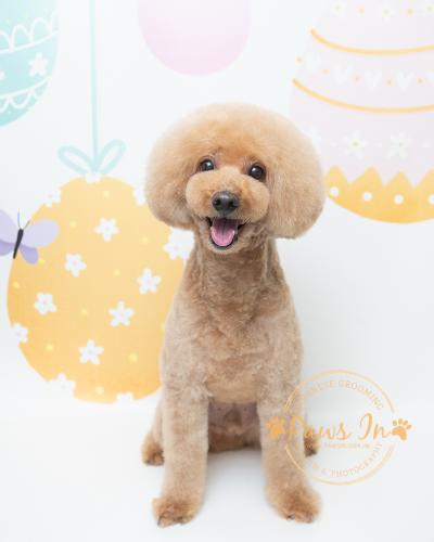 Poodle 日式貴婦造型, 日式寵物美容, 寵物美容, poodle grooming, poodle hair cut, poodle 剪毛, poodle 造型, 貴婦造型, 貴婦剪毛