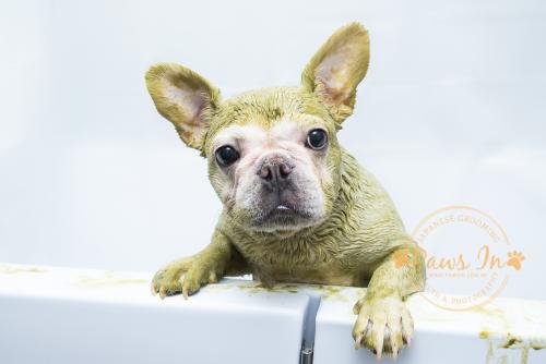 Animal Ayurveda Herb Pack 日本天然草本泥 Doctor's SKin Health Pack