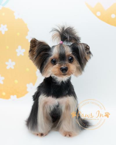 約瑟爹利 - 剪毛造型, 日式寵物美容, 約瑟剪毛, yorkie terrier, yorkshire terrier