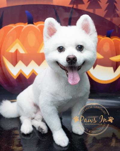 pet grooming yuen long, 元朗寵物美容, 剪甲, 寵物沖涼, 寵物美容, 日式寵物美容, 狗 剪毛, 狗 沖涼, 松鼠犬, 松鼠髮型, Pomeranian, Pomeranian hair cut, 松鼠犬美容, 全手剪