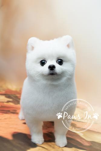 寵物美容, pet grooming, pet grooming yuen long, 元朗寵物美容, 狗 剪毛, 狗 沖涼, 寵物沖涼, 日式寵物美容, 松鼠犬, 松鼠髮型, Pomeranian, Pomeranian hair cut, 松鼠犬美容, 全手剪, 元朗寵物店, 元朗剪毛, 松鼠美容, 元朗松鼠剪毛
