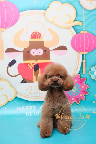 元朗寵物美容, 日式寵物美容, poodle 剪毛, 貴婦犬, dog grooming yuen long, poodle, poodle 剪裝, poodle hair cut, 元朗剪毛, 貴婦犬剪毛, 日式造型, poodle 造型, poodle 磨菇頭, 貴婦犬造型, poodle style, 貴婦剪裝, 貴婦狗, 貴婦狗造型, 貴婦狗剪裝, Teddy Bear