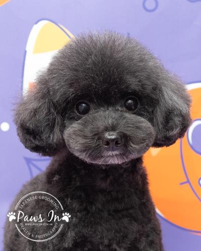 poodle,poodle grooming, poodle hair cut, yuen long poodle, yuen long poodle hair cut, 元朗剪毛, 元朗沖涼, 元朗poodle剪毛,貴婦犬,貴婦犬剪毛