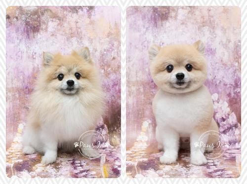 pet beauty, pet grooming, pet grooming yuen long, 元朗寵物美容, 剪甲, 寵物沖涼, 寵物美容, 日式寵物美容, 狗 剪毛, 狗 沖涼, 松鼠犬, 松鼠髮型, Pomeranian, Pomeranian hair cut, 松鼠犬美容, 全手剪