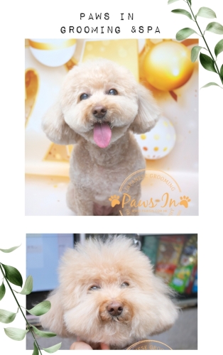 Collage 2024-01-22 11 29 443